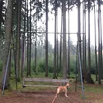 Hundeurlaub Im Tiny House Im Wald *