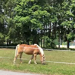 Hundeurlaub - Tiny House Im Wald Tanna