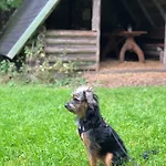 別荘 Hundeurlaub Im Tiny House Im Wald