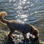 Hundeurlaub Im Tiny House Im Wald 別荘 Tanna