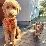 Hundeurlaub Im Tiny House Im Wald 別荘