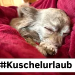 Hundeurlaub - Tiny House Im Wald *