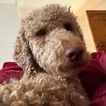 別荘 Hundeurlaub Im Tiny House Im Wald *