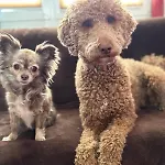 Hundeurlaub Im Tiny House Im Wald 別荘 Tanna