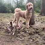 Hundeurlaub Im Tiny House Im Wald Tanna