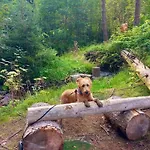 Hundeurlaub - Tiny House Im Wald * Tanna