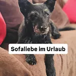 Hundeurlaub Im Tiny House Im Wald * Tanna