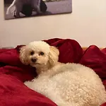 別荘 Hundeurlaub Im Tiny House Im Wald