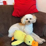 Hundeurlaub Im Tiny House Im Wald