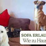 Hundeurlaub - Tiny House Im Wald