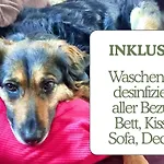 Hundeurlaub - Tiny House Im Wald