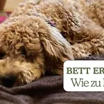 Hundeurlaub - Tiny House Im Wald * Tanna