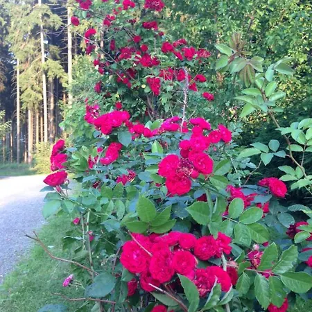 Vakantiehuis Hundeurlaub Im Tiny House Im Wald *