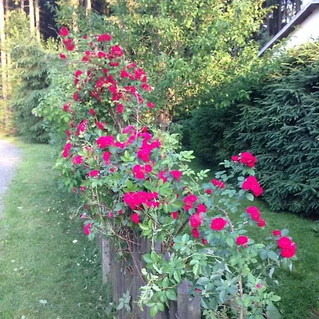 Hundeurlaub Im Tiny House Im Wald Vakantiehuis Tanna