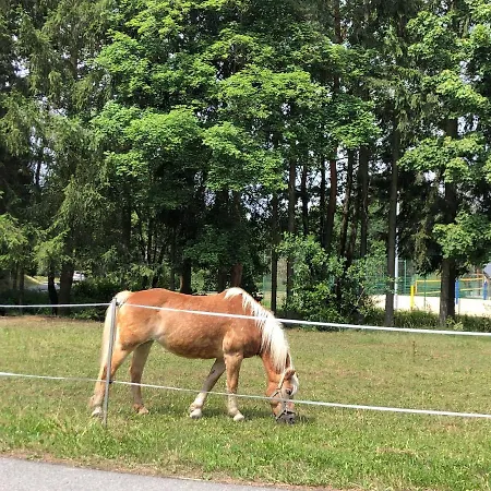 Hundeurlaub Im Tiny House Im Wald Tanna