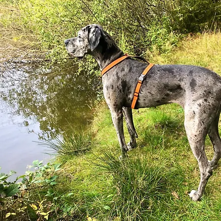 Hundeurlaub Im Tiny House Im Wald *