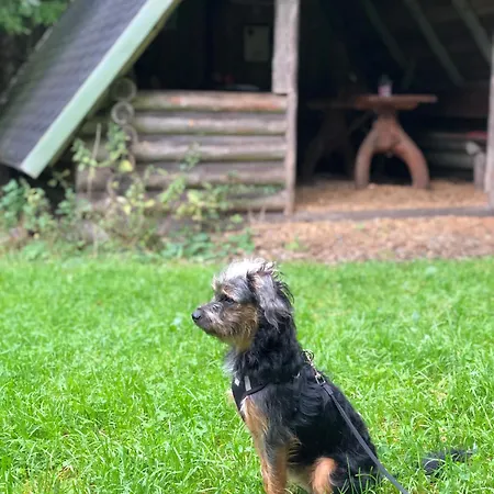 Tatil Evi Hundeurlaub - Tiny House Im Wald
