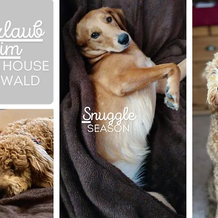 Holiday home Hundeurlaub Im Tiny House Im Wald