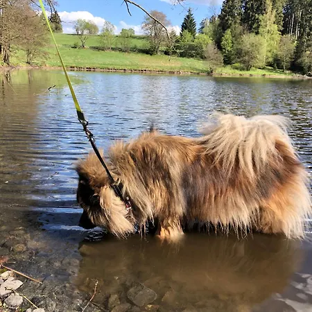 Vakantiehuis Hundeurlaub Im Tiny House Im Wald *