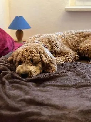 Holiday home Hundeurlaub Im Tiny House Im Wald Tanna