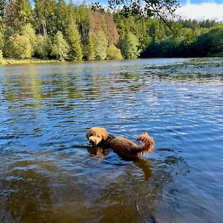 Hundeurlaub Im Tiny House Im Wald *