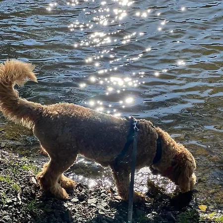 Hundeurlaub Im Tiny House Im Wald Vakantiehuis Tanna