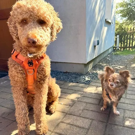 Hundeurlaub Im Tiny House Im Wald Holiday home