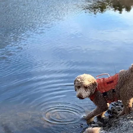 Hundeurlaub Im Tiny House Im Wald Holiday home Tanna