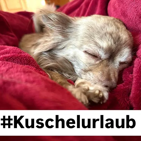 Hundeurlaub - Tiny House Im Wald *