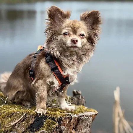 Hundeurlaub Im Tiny House Im Wald * Tanna