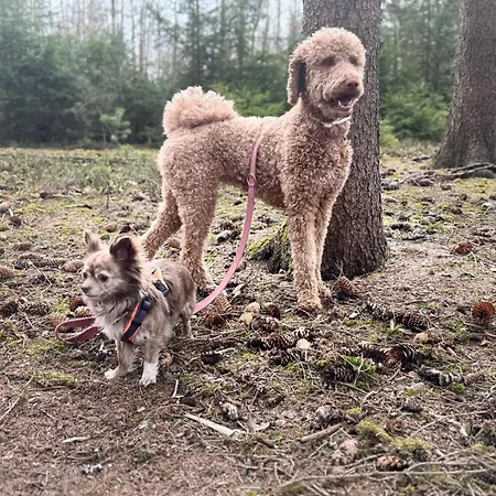 Hundeurlaub - Tiny House Im Wald Tanna