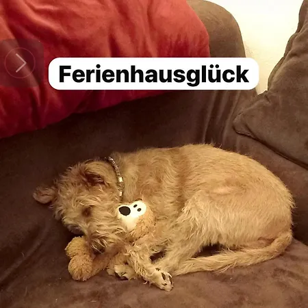 Hundeurlaub Im Tiny House Im Wald * Tanna