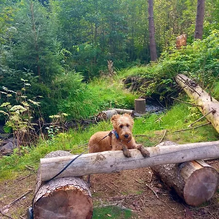 Hundeurlaub - Tiny House Im Wald * Tanna