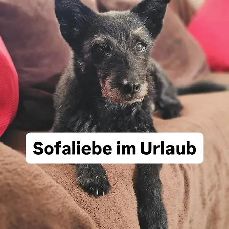 Hundeurlaub Im Tiny House Im Wald * Tanna