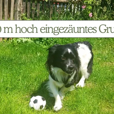 Tatil Evi Hundeurlaub - Tiny House Im Wald Tanna