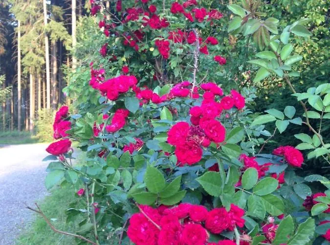 Vakantiehuis Hundeurlaub Im Tiny House Im Wald *