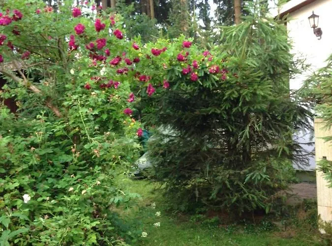 Hundeurlaub Im Tiny House Im Wald * Tanna