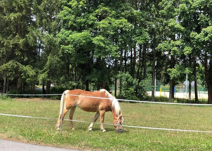 Hundeurlaub Im Tiny House Im Wald Tanna