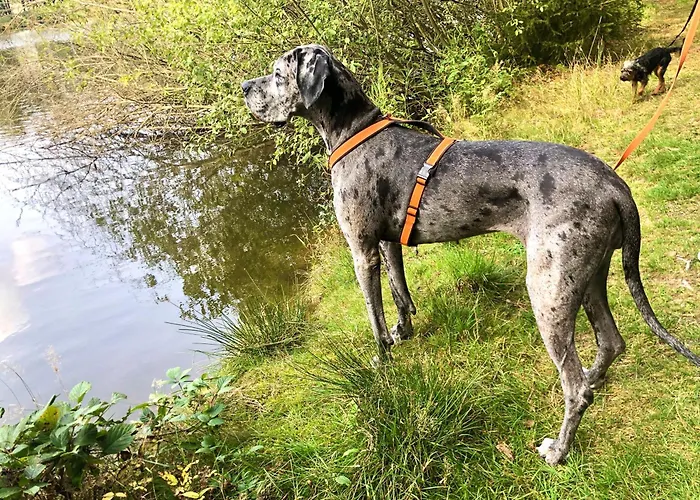 Hundeurlaub Im Tiny House Im Wald *