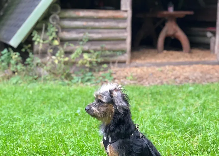 Vakantiehuis Hundeurlaub Im Tiny House Im Wald