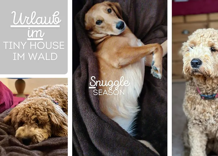 Vakantiehuis Hundeurlaub Im Tiny House Im Wald