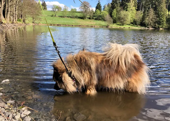 Vakantiehuis Hundeurlaub Im Tiny House Im Wald *