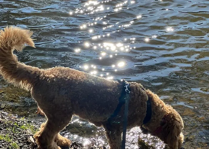 Hundeurlaub Im Tiny House Im Wald Vakantiehuis Tanna