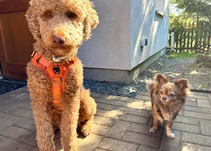 Hundeurlaub Im Tiny House Im Wald Vakantiehuis