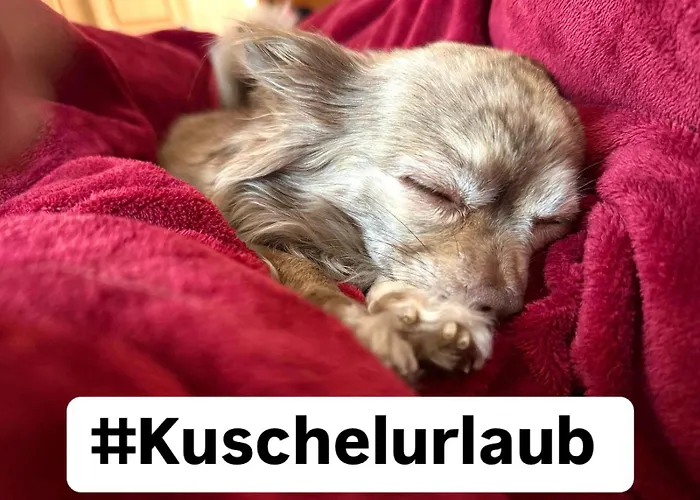 Hundeurlaub Im Tiny House Im Wald *