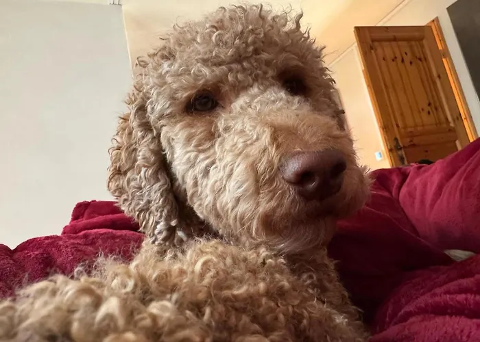 Vakantiehuis Hundeurlaub Im Tiny House Im Wald *