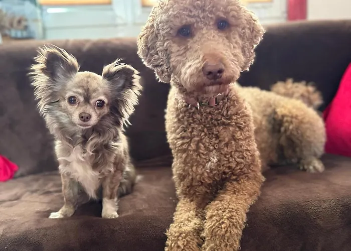 Hundeurlaub Im Tiny House Im Wald Vakantiehuis Tanna