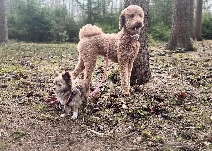 Hundeurlaub Im Tiny House Im Wald Tanna