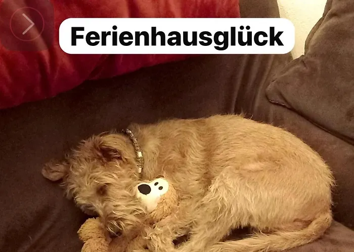 Hundeurlaub Im Tiny House Im Wald * Tanna