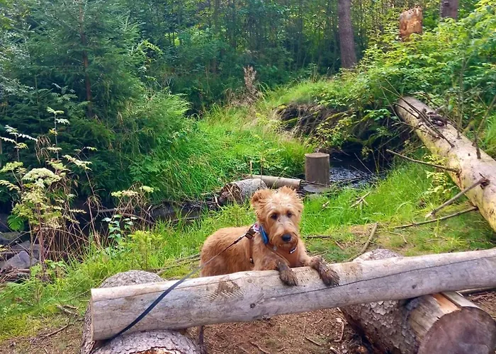 Hundeurlaub Im Tiny House Im Wald * Tanna